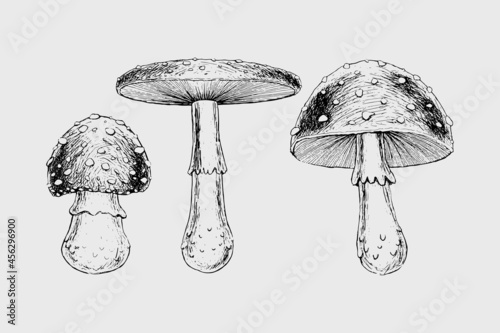 Poisonous mushrooms set Realistic Vector illustration hand-drawn ink black and white toadstool fly agaric mushrooms with red hat Attributes of witchcraft magic occult voodoo  autumn vintage retro