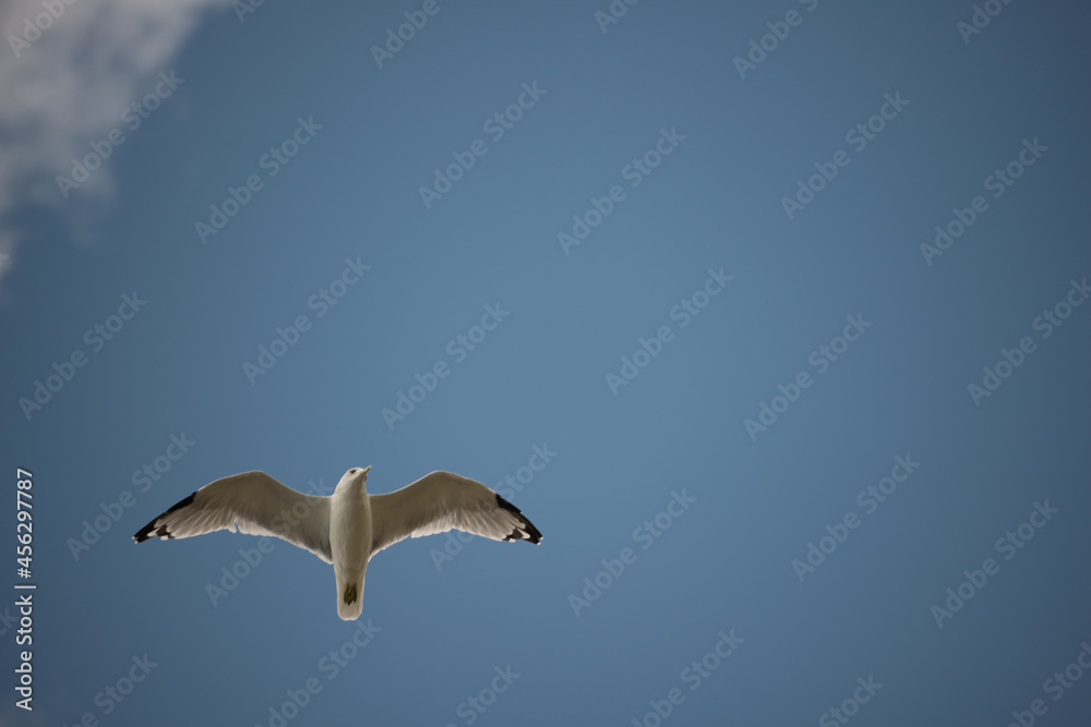 Obraz premium blue background - space for copy