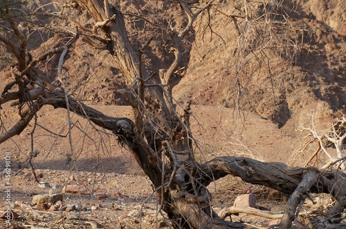 Dry dead acacia tree in wadi and mountains