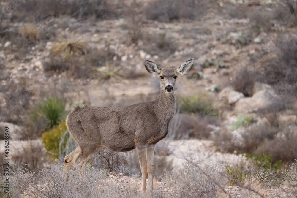 Doe in Palo Duro Doe in Palo Duro