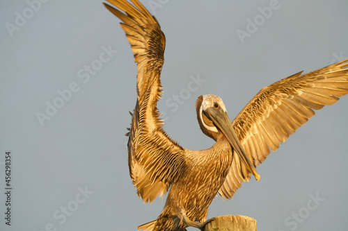 Brown Pelican enjoying Sunset