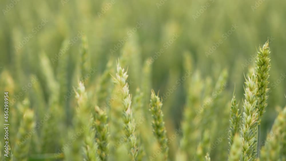 Close up of rice blowing in the wind, green grass flower sway. Beautiful landscape and good weather Close up of rice blowing in the wind, green grass flower sway. Beautiful landscape and good weather