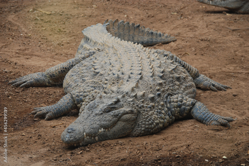 Obraz premium COCODRILO