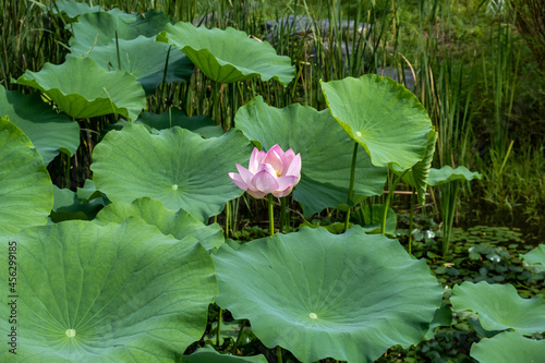pink lotus flower