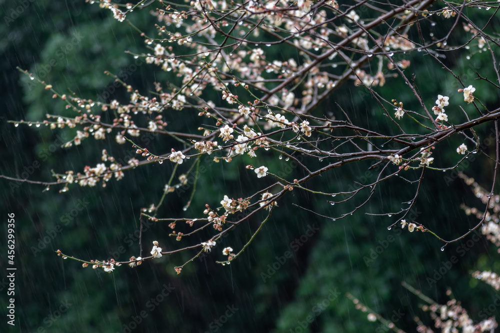 White plum blossoms on a green background in the rain White plum blossoms on a green background in the rain