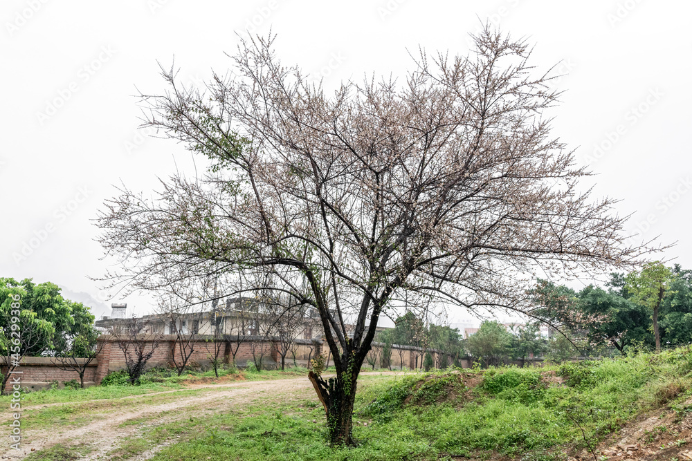 The old plum tree is in the rain The old plum tree is in the rain