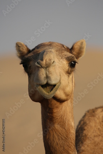Lächelndes Kamel © Stephan