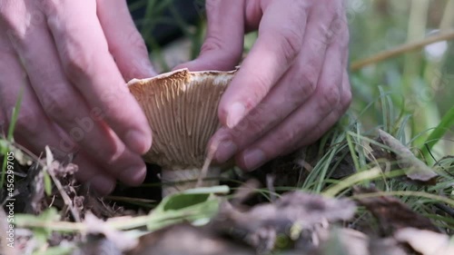 A man picking mushroom without knife. Autumn mushroom picking. 0 degreese angle. photo