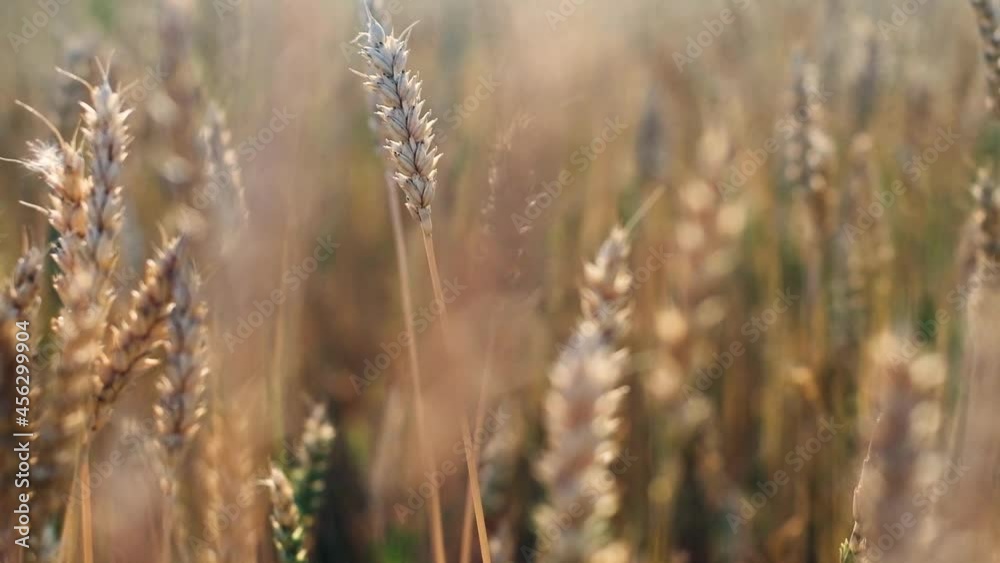 Wheat fields. Ears of golden wheat rows on the field on sunset. Wheat agriculture harvesting. Rich Harvest concept Wheat fields. Ears of golden wheat rows on the field on sunset. Wheat agriculture harvesting. Rich Harvest concept