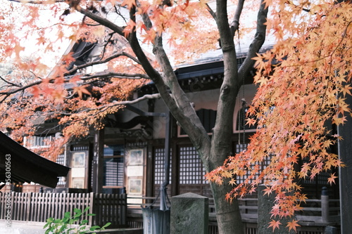紅葉