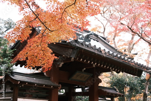 紅葉