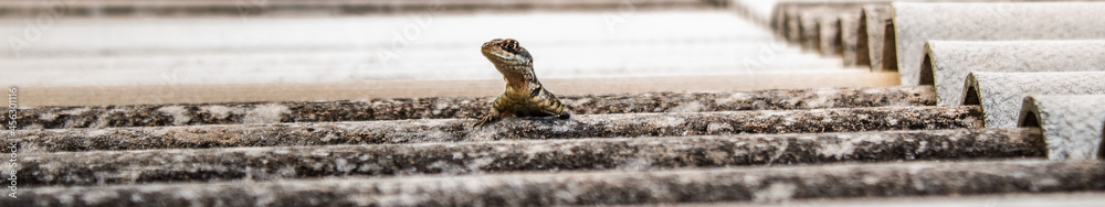 reptile reptile