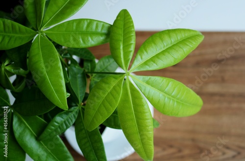 癒しのパキラ　緑の葉　観葉植物　背景