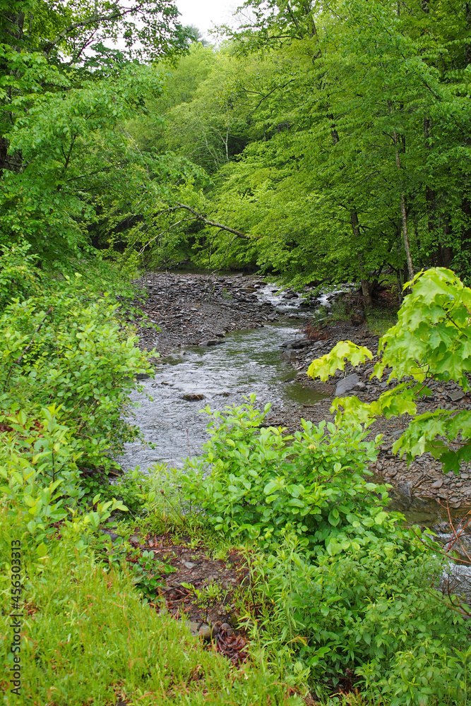 Creek or stream with rushing water, surrounded by trees in a forest. Focus on background. Creek or stream with rushing water, surrounded by trees in a forest. Focus on background.