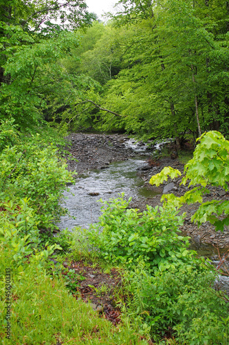 Creek or stream with rushing water  surrounded by trees in a forest. Focus on background.