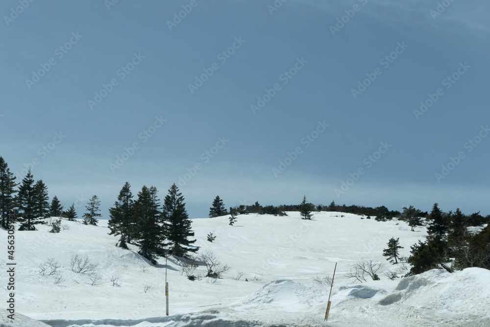 snow covered trees