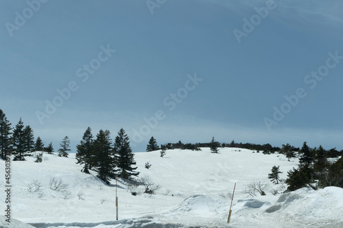 snow covered trees © sagoh423