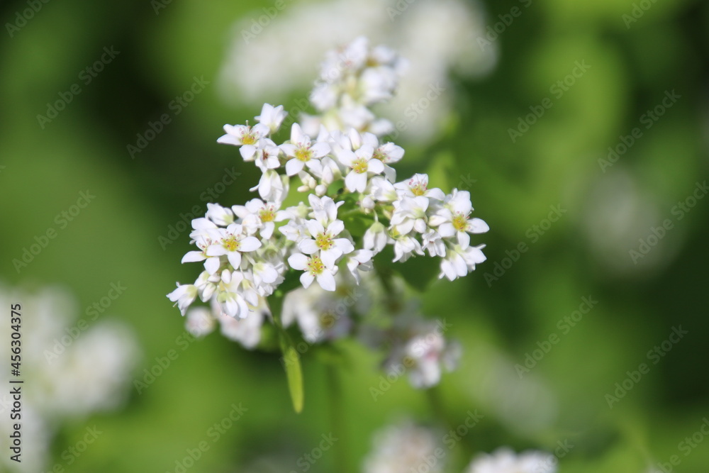 そばの花(福島県・猪苗代町) そばの花(福島県・猪苗代町)