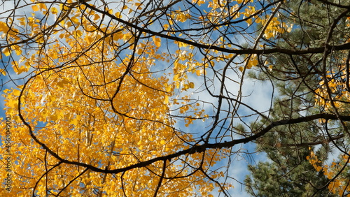Yellow leaves, branches