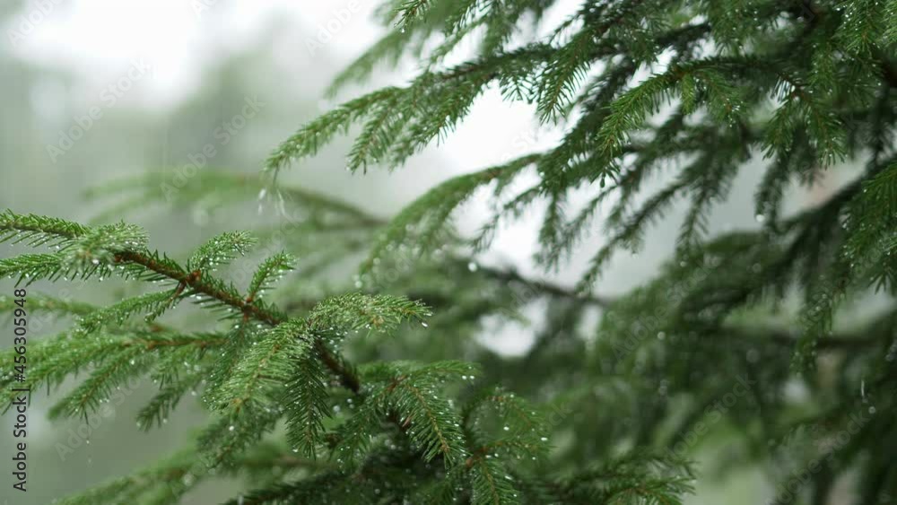 Raining shower in the forest, having rainfall in jungle, water droplets fixed on green leaves, Raining day. Rain drop on leaf tree. Heavy rain falling on tree leaves