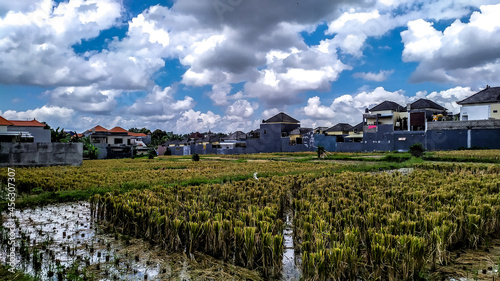 Obraz na plátně landscape with ricefield and houses