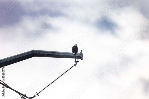 bald eagle up high on steel pole