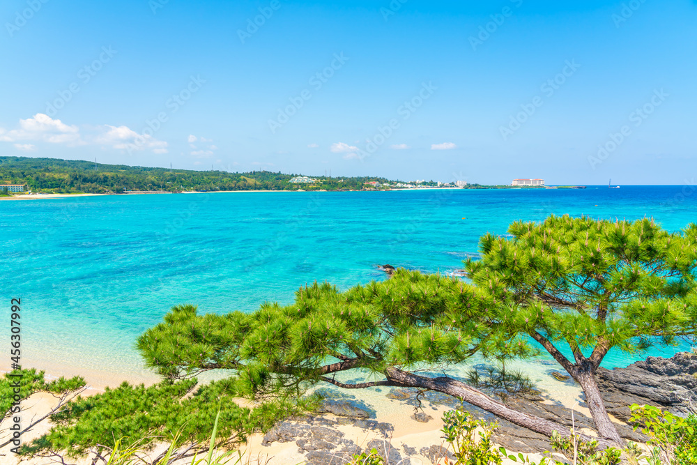 沖縄の海と松の木
