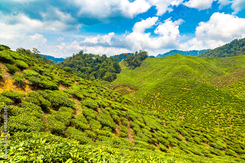 Beautiful Tea plantations