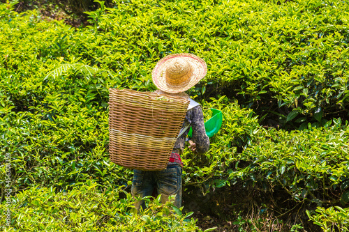 Fotótapéta Worker picking tea leaves