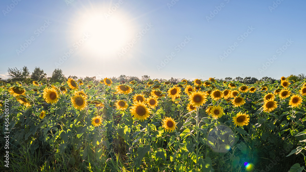 Fototapeta premium The closeup of Sunflowers under sunset