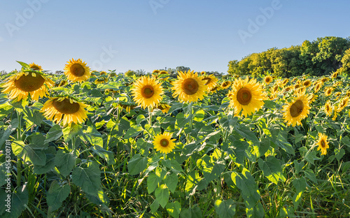 The closeup of Sunflowers under sunset © Yan