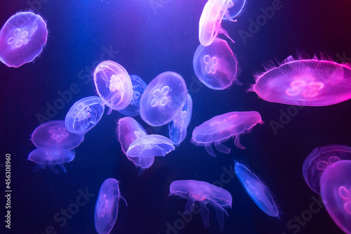 Canvas Print Big Jellyfish in aquarium