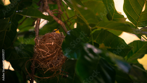 Cute asian Warbling White-eye resting on the nest. An adult Japanese Mejiro