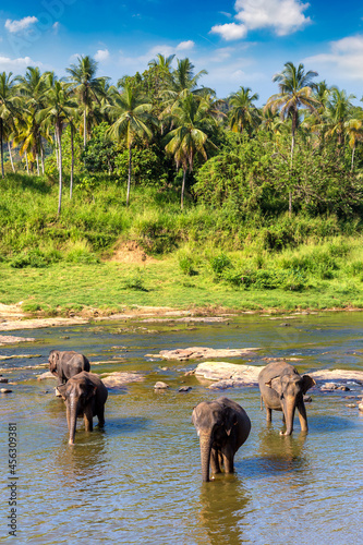 Canvas Print Herd of elephants in Sri Lanka