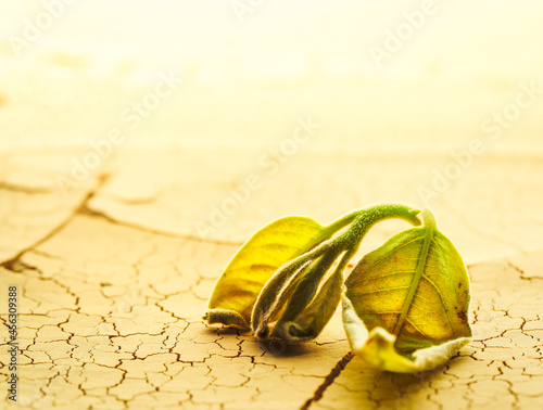 Plant wilting and dying in dry cracked desert soil. Concept displaying global warming or climate change, drought damage to crops, extreme heat, or other environmental disasters.