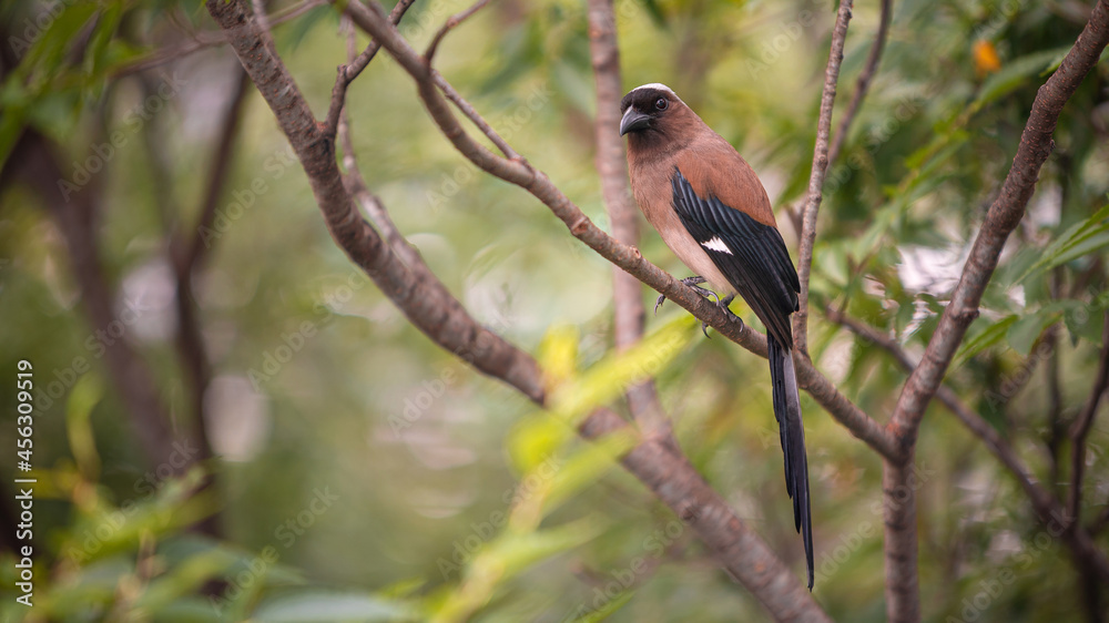 A Grey Treepie resting and perched on the branch tree of a forest park