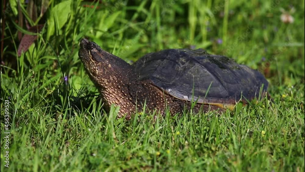 The common snapping turtle (Chelydra serpentina) on the meadow The common snapping turtle (Chelydra serpentina) on the meadow
