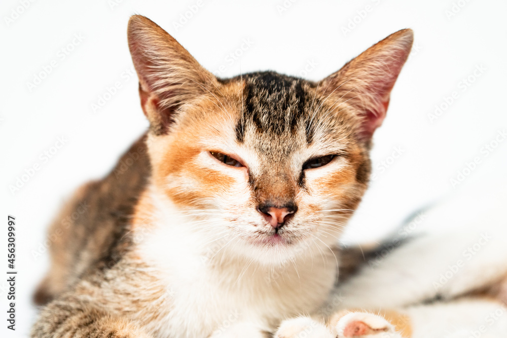 Fototapeta premium Close Up Face of an Adorable Cat in White Backgroud
