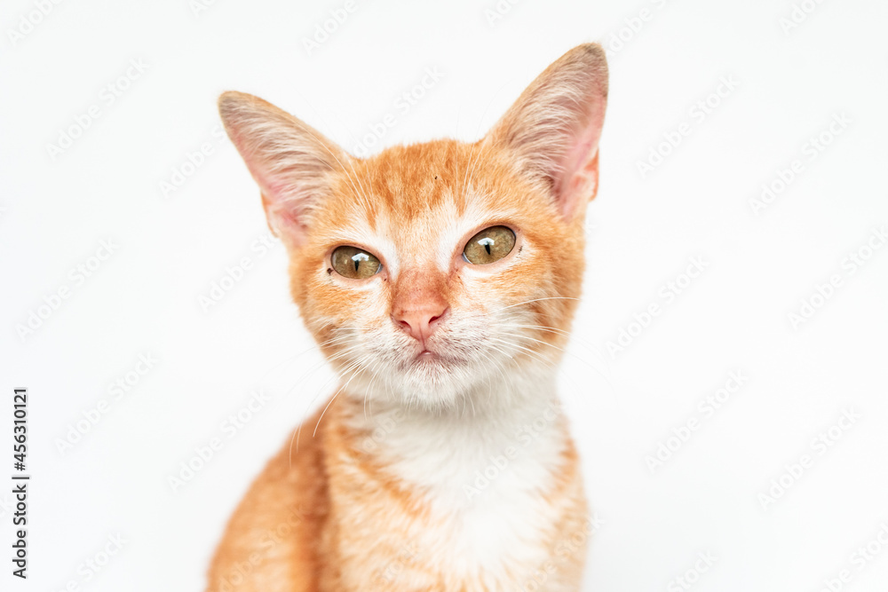 An Adorable Orange Cat in White Backgroud