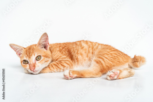 An Adorable Orange Cat in White Backgroud