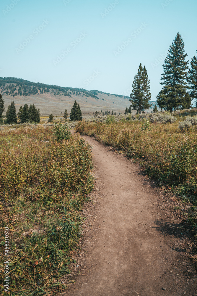 Fototapeta premium Dirt hiking trail to Wraith Falls in Yellowstone National Park