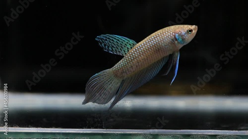 Wild betta fish betta smaragdina siamese fighting fish in tank aquarium black background