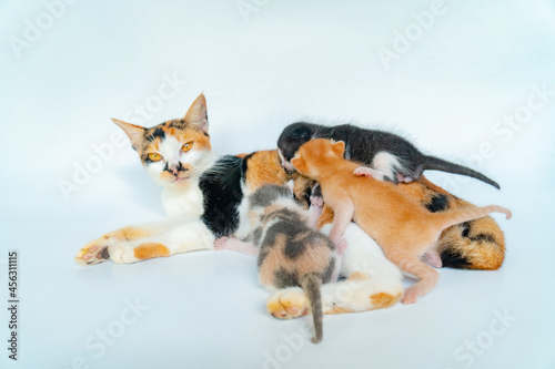 Fototapeta Naklejka Na Ścianę i Meble -  Mother Cat is Breastfeeding Adorable Kittens in White Background