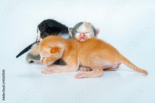 Fototapeta Naklejka Na Ścianę i Meble -  Very adorable domestic kittens, less than 1 month old