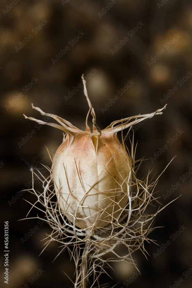Fototapeta premium Nigella Seed Pods ready for harvest in an autumnal garden.