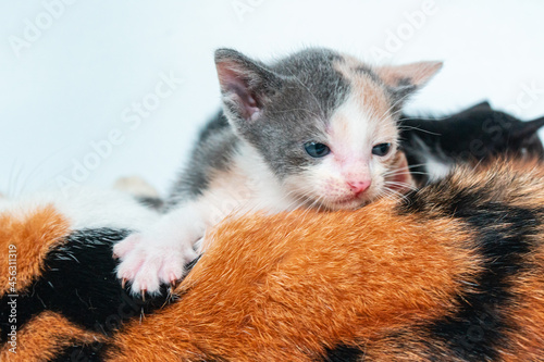 Close up of kitten face on white background