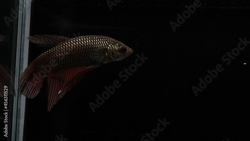 Wild betta fish betta smaragdina siamese fighting fish in tank aquarium black background