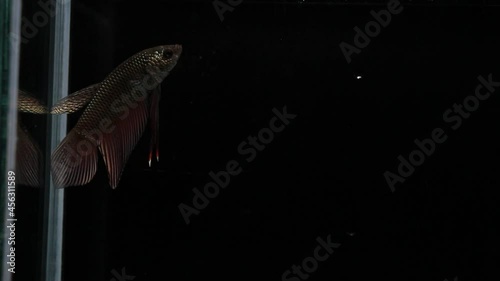 Wild betta fish betta smaragdina siamese fighting fish in tank aquarium black background