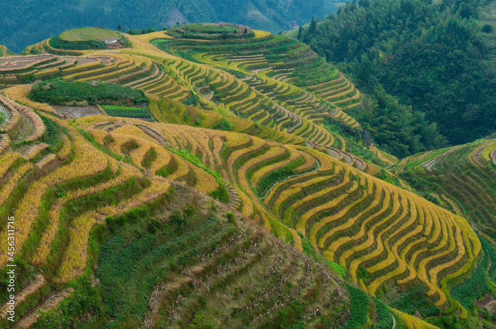 Ping an Terraced Fields during harvest season located in the Longji Terraced Fields Scenic Area, Longsheng County, Guangxi province, China.