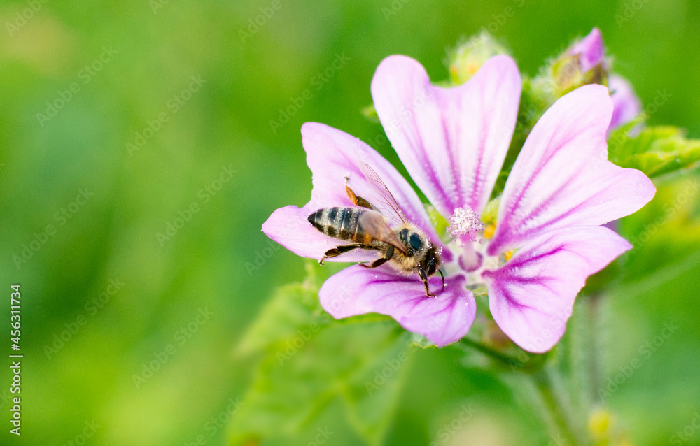 The close up picture of bee which is collecting pollen from perfect shaped pink flower. The close up picture of bee which is collecting pollen from perfect shaped pink flower.